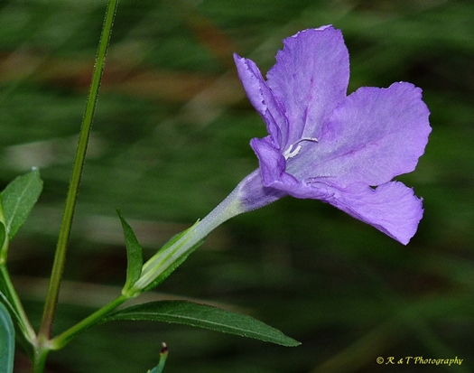 {Ruellia pinetorum}